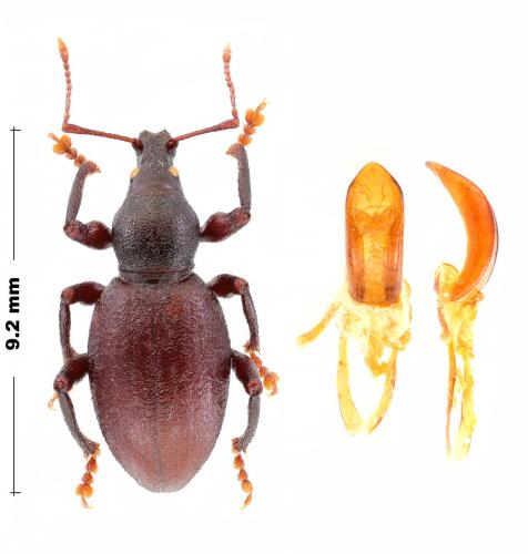 Otiorhynchus sp.